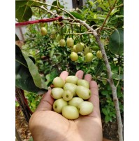 White Jamun 